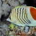 butterflyfish_redback_elp_si_h_0496_egy2221.jpg
